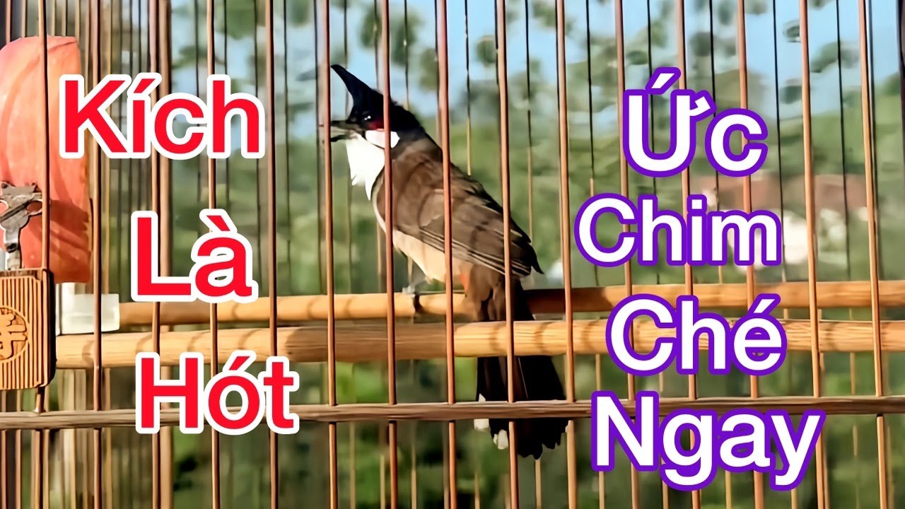 Tiếng Chào Mào Hót Đấu Kích Bổi Lên Lửa. Luyện Chào Mào Sổ Giọng Hót Đấu Căng Lửa Nhanh Ché