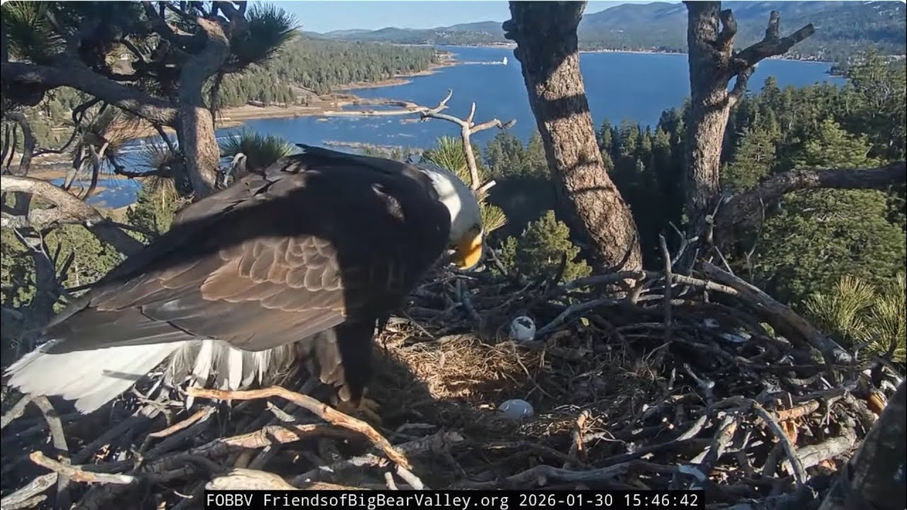 Two ravens visit the nest, Jackie and Shadow lose one egg, the second egg is damaged  💔@FOBBVCAM