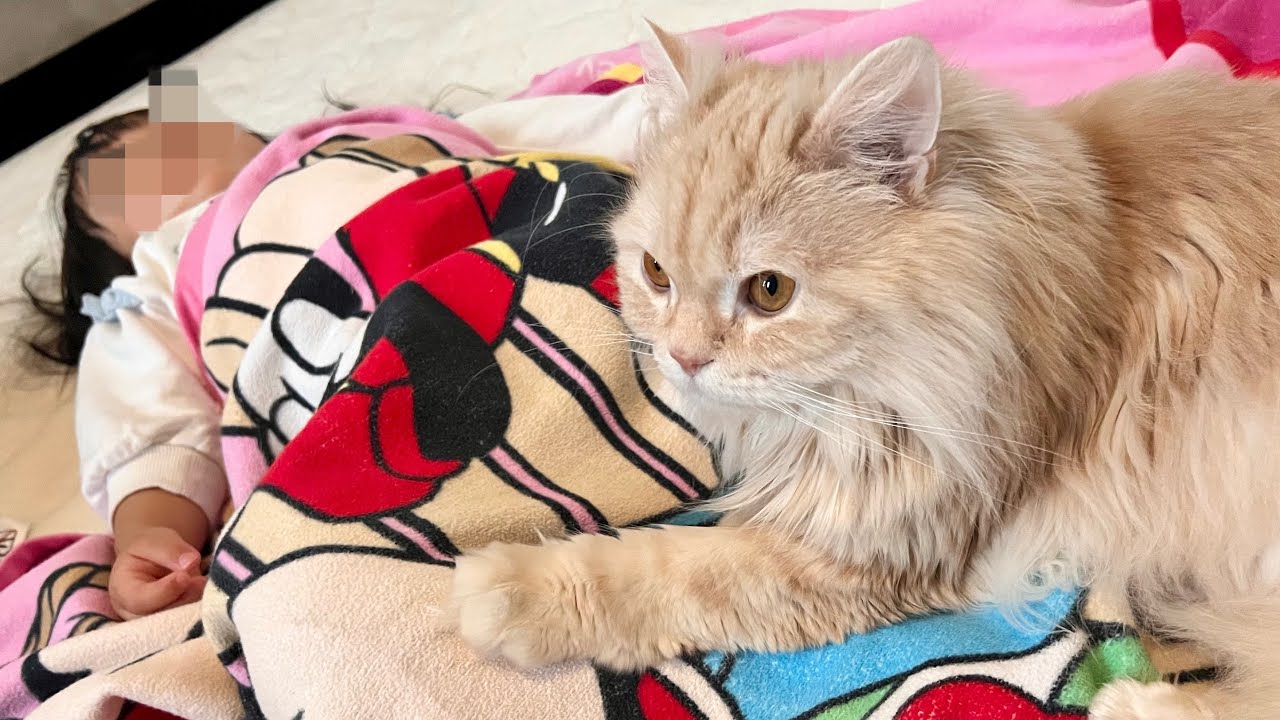 猫が２歳娘にぴったりくっついて寝ていました。