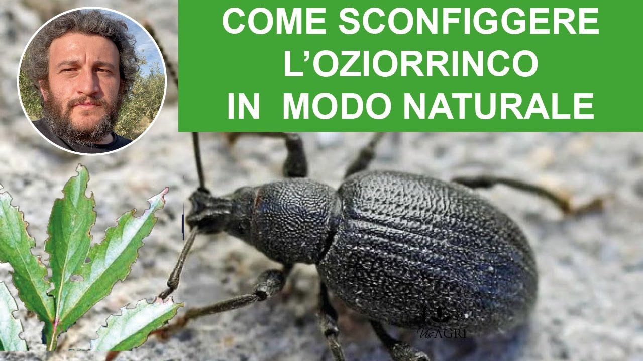 Oziorrinco: come sconfiggerlo in modo naturale