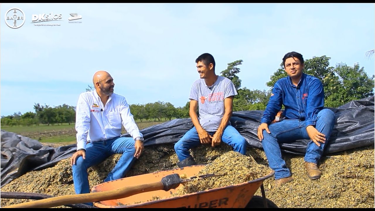 Mejores plantas de maíz y mayor rendimiento con DKsilos