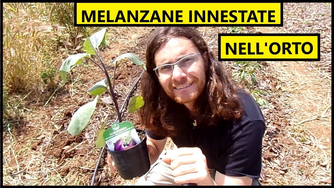 🍆 COME COLTIVARE le MELANZANE INNESTATE nell'orto 🍆 | Tutorial Agricoltura