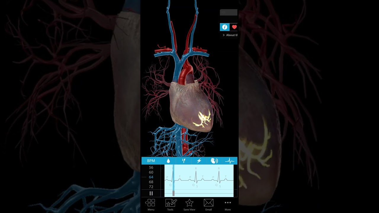 Human Heart 🫀 3d Animation with heart beat by MWM Medical #heartrate #heartbeat