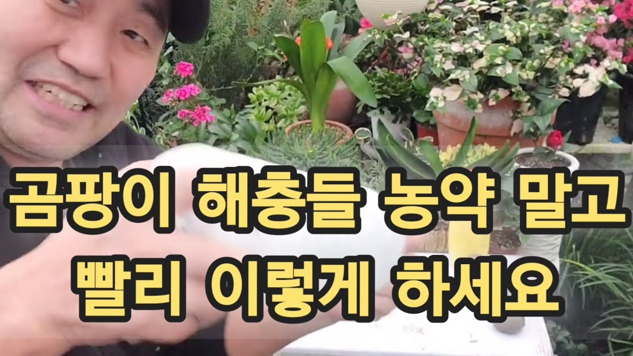 베이킹소다 놀라운 효과!! (화초 곰팡이, 세균병 흰가르병) 천연 살충제로 만들어 싹다 잡으세요!!
