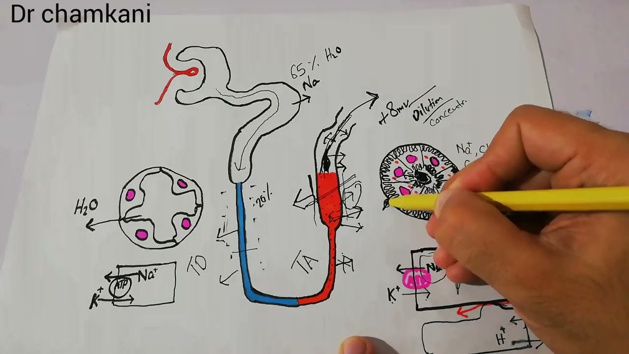 Loop of Henle | loop diuretics | Renal system lecture 94