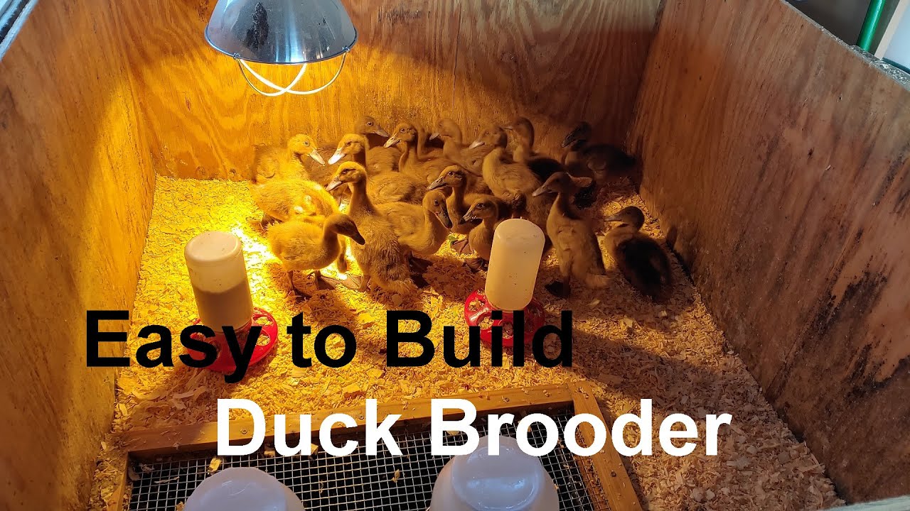 How to Build a Duck Brooder: Do this to avoid the mess.