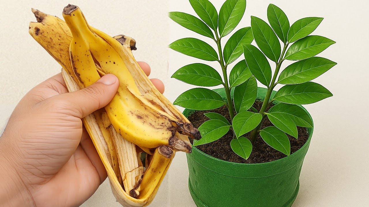 Coloque 3 cascas de banana em suas plantas (Veja o incrível Resultado)