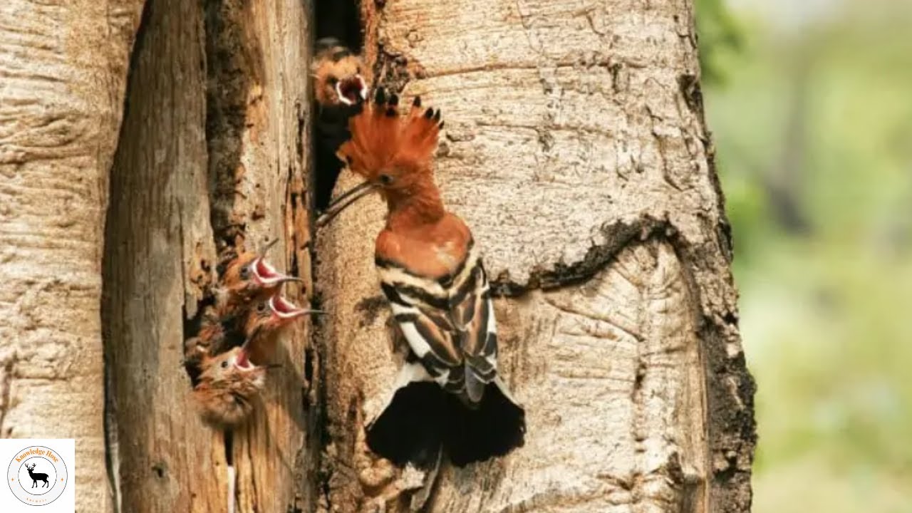 Hoopoe - Excretes Foul Smell For Protection