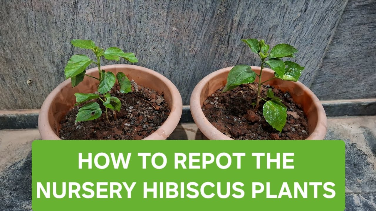🟢 HOW TO REPOT THE NURSERY HIBISCUS PLANTS/POTTING MIXTURE FOR HIBISCUS PLANTS.....