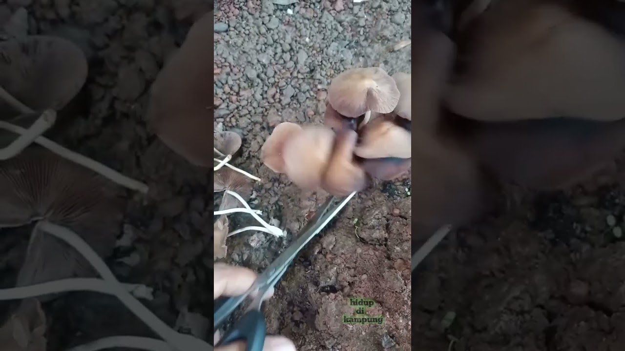 buah jamur jamuran