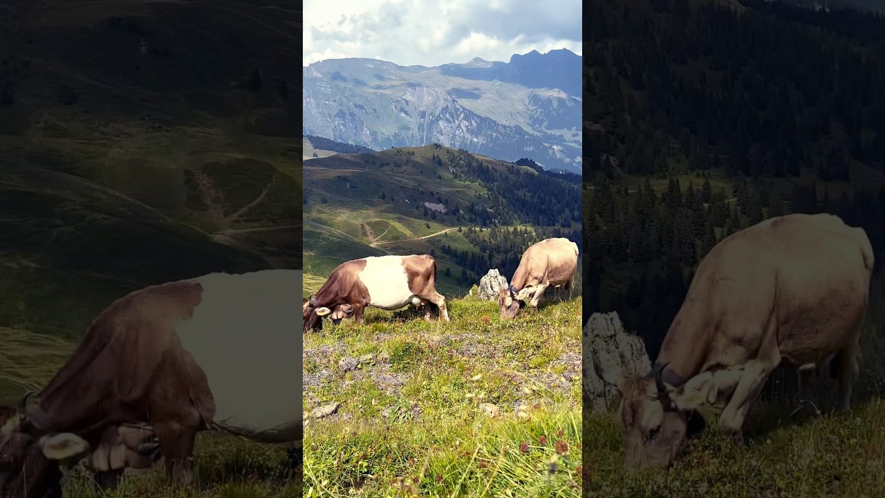 Cows Grazing with Alpine Views 🇨🇭