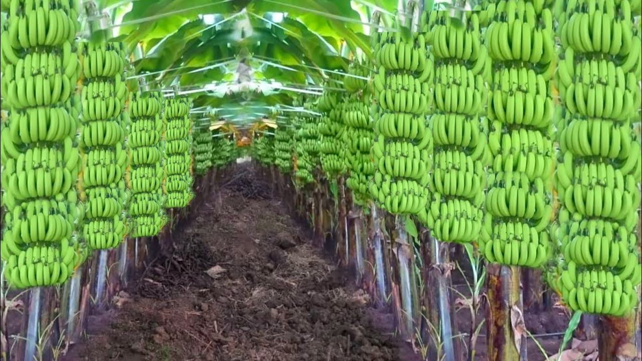 केला की वैज्ञानिक खेती | kele ki kheti | Banana farming | kela ki kheti kab aur kaise karen