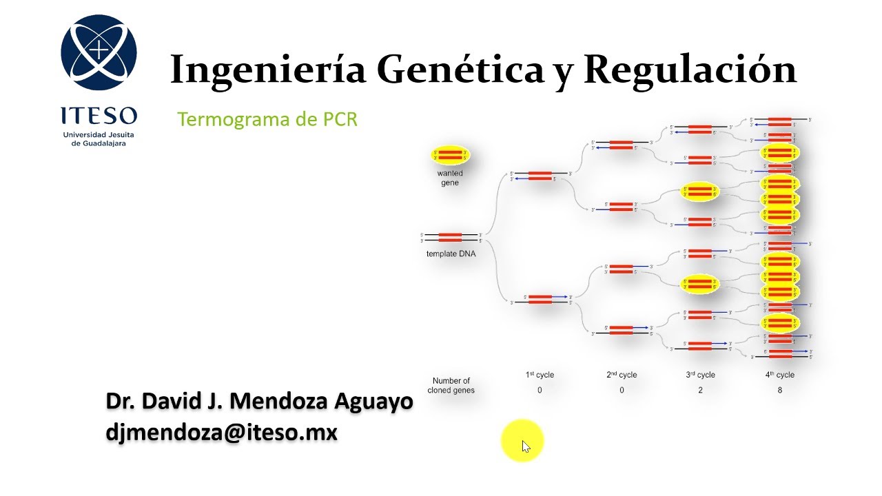 Termograma de PCR (Mutagénesis)