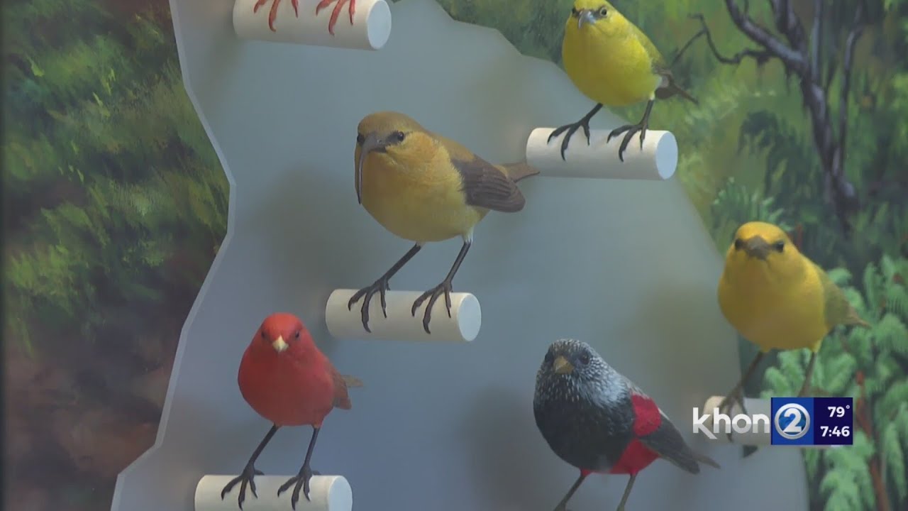 New exhibit highlighting the loss of Hawaii's endemic birds