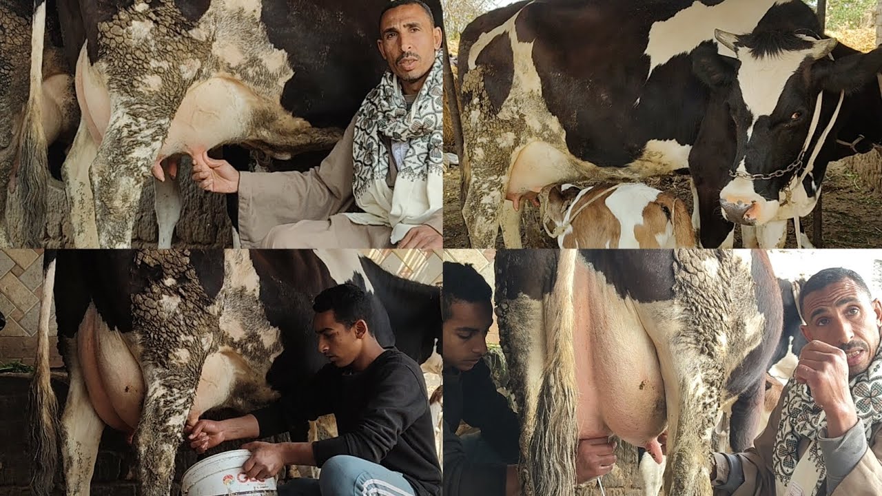 ابو عبده بيقول الشابه دي بزريبه بهايم تاني ولد ام النتايه بتحلب زاي المستوردة ويدوي وحلاب وط