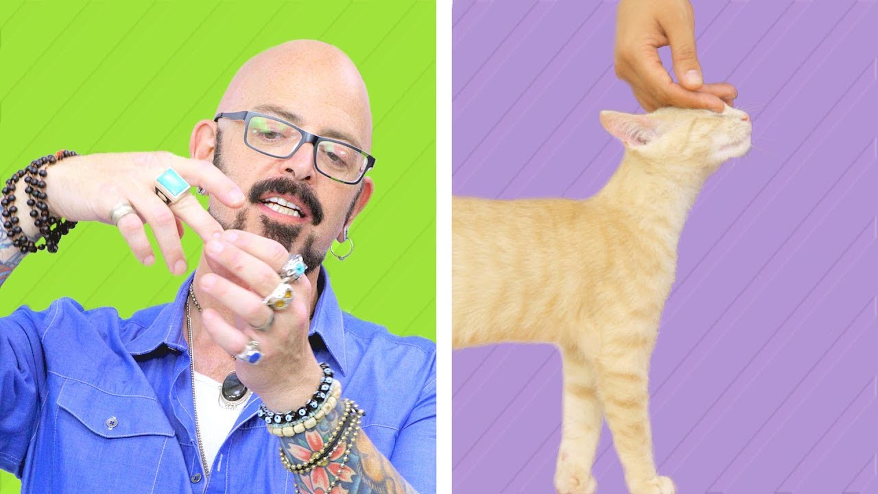 How To Pet Your Feline The Right Way with Jackson Galaxy