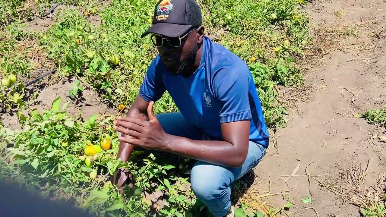 Qual é o elemento nutricional mais importante para planta?