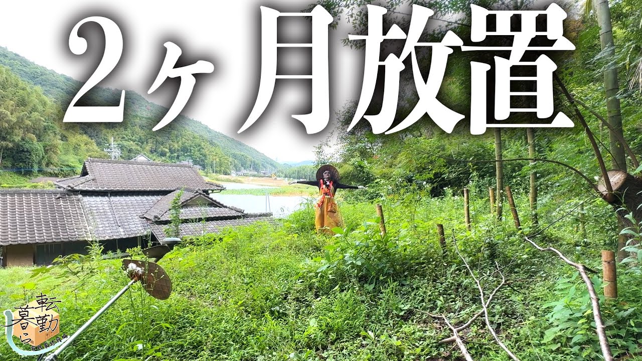 【田舎暮らし】真夏に庭の草刈りを放棄したら、ジャングルになりかけてた