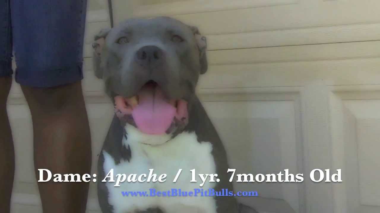 Pitbull puppies for sale in Arizona 'PR' UKC Registered Blue Pit Bull Puppies in Arizona  