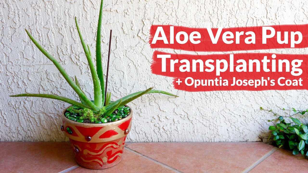 Aloe Vera Pup Transplanting + my new Opuntia Joseph's Coat / Joy Us Garden