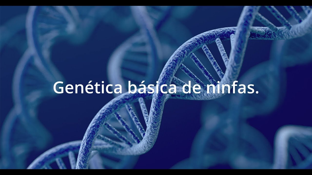 Genética básica de ninfas