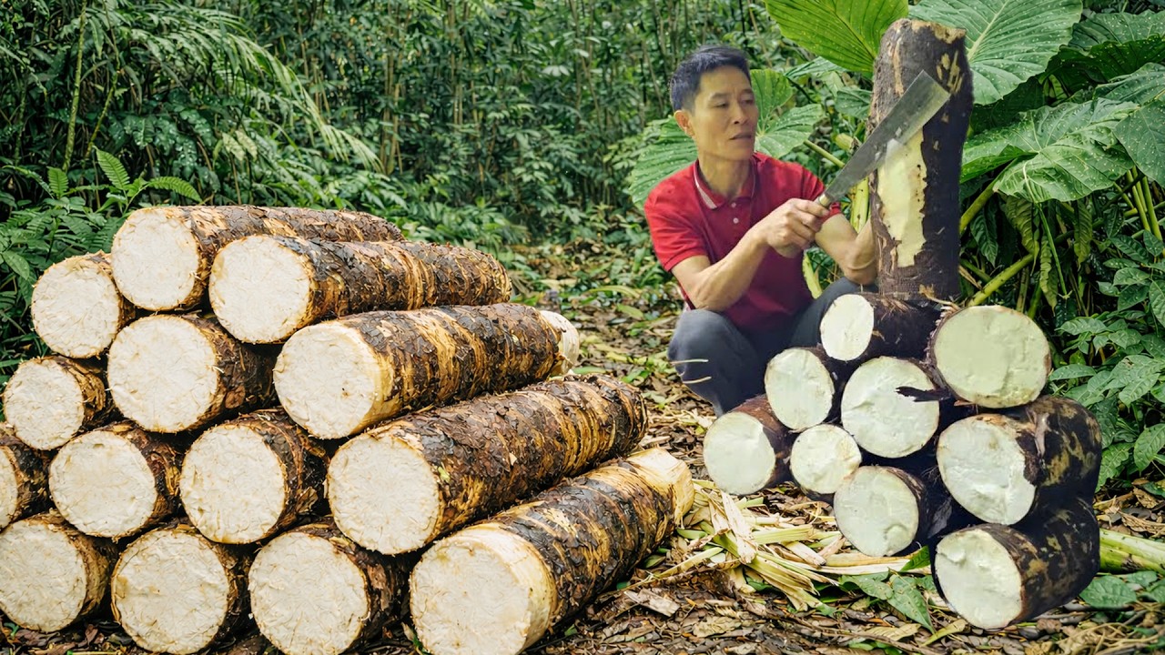 Harvesting Wild Taro in the Deep Forest and Cooking a Traditional Fire Meal