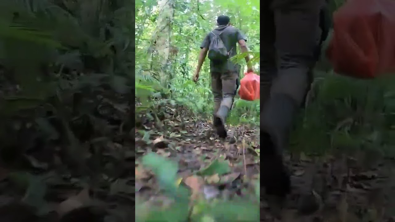 Melarikan Diri dari kuntilanak di hutan 
