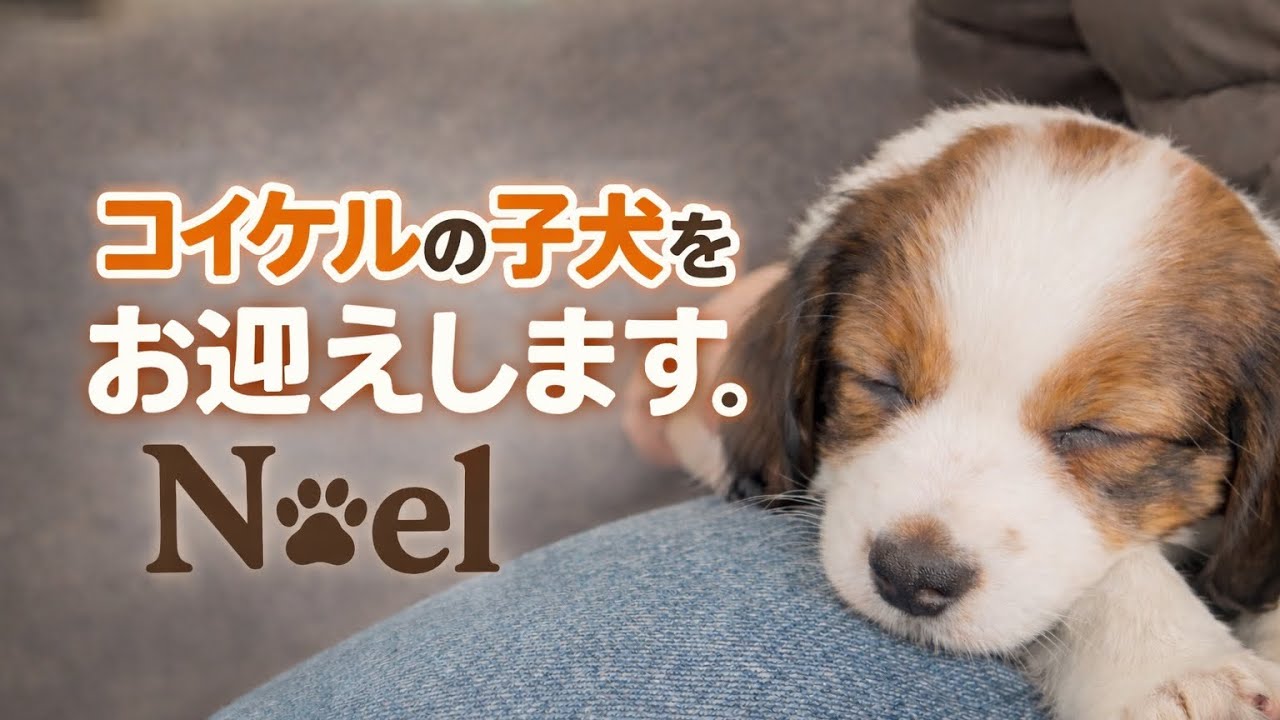 【ノエルの日常】コイケルの子犬をお迎えしました　ノエルとの初めての出会い