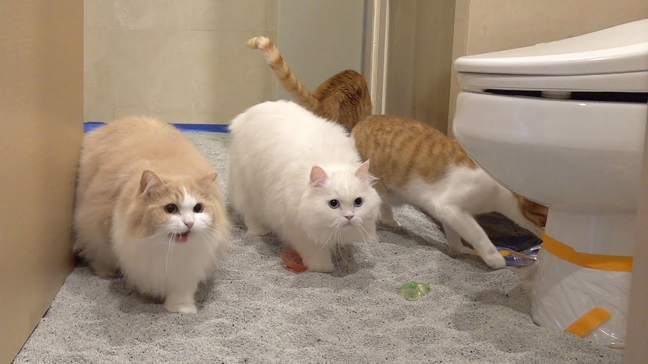 집을 고양이 모래로 다 채워버렸습니다😲😲😲😲😲😲