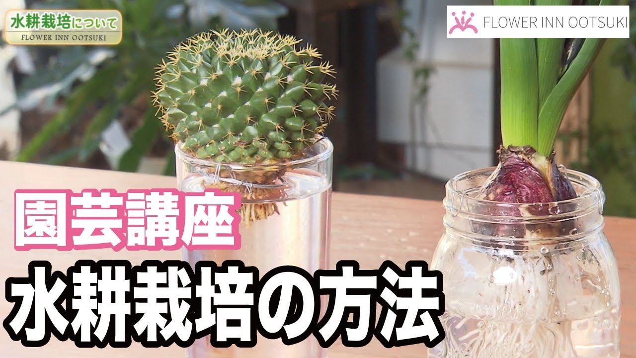 【園芸講座】水耕栽培 テレビ 「楽しい花辞典」放映中 FLOWER-INN OOTSUKI