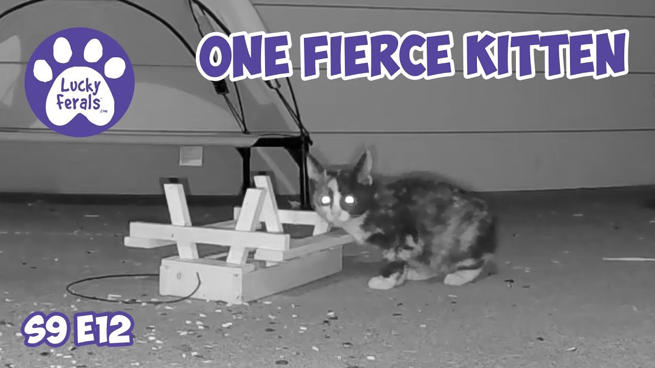 Котёнок в бегах, один свирепый котёнок - Lucky Ferals Cat Family Vlog S9 E12