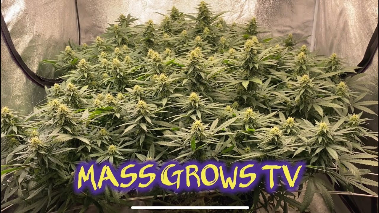 Canna Nutrients Grow -  Week 4 Of Flowering