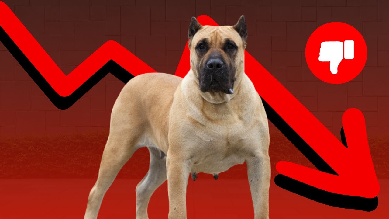 Fraude en torno al Presa Canario