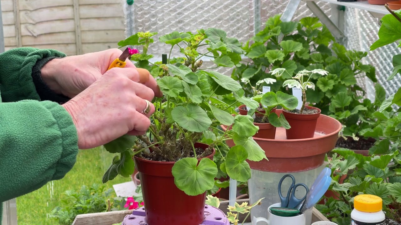Late Winter. Zonal Stopping for Shows. Cleaning up Pelargoniums after Winter.