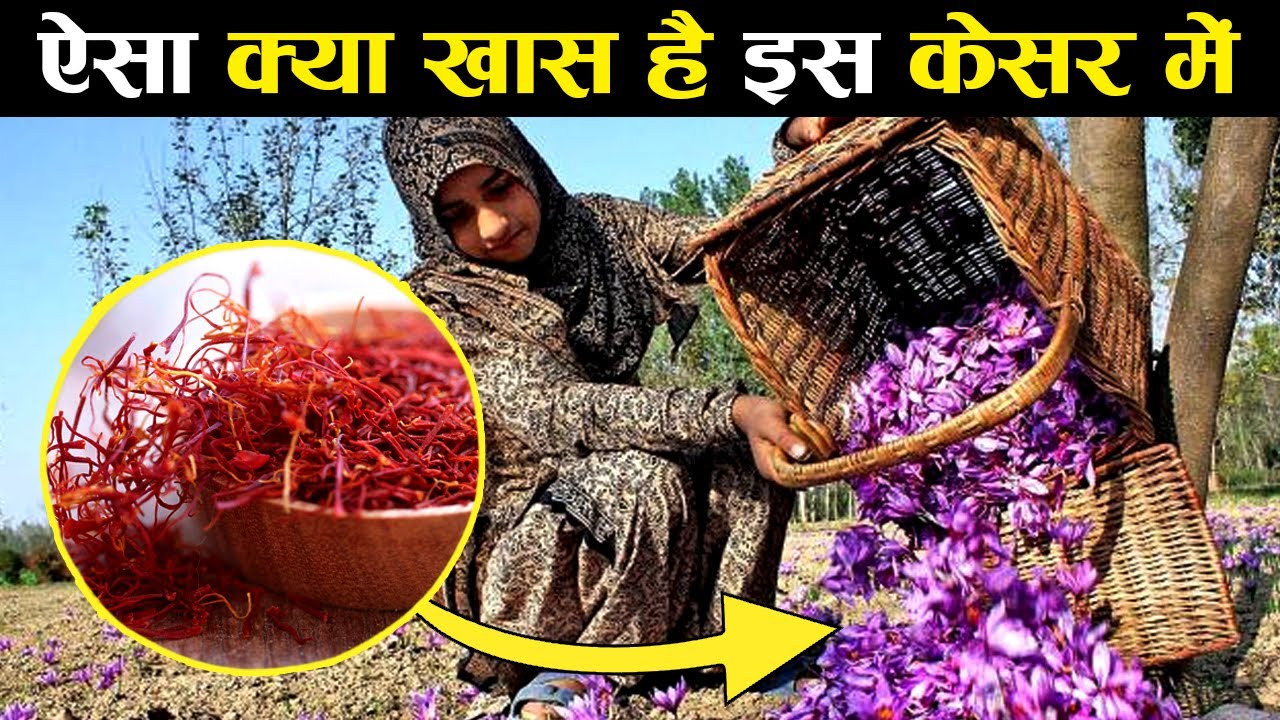 Kashmir का Kesar सोने से भी महंगा क्यों होता है | Why Kashmiri Kesar Is So Expensive