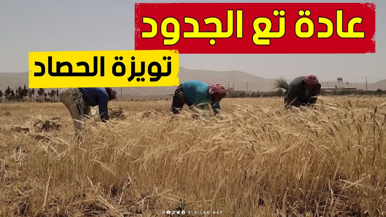 يحمدون الله ويطلبون بركته في الرزق.. فلاحو ولاية #البيض يباشرون موسم الحصاد ويحيون عادة 