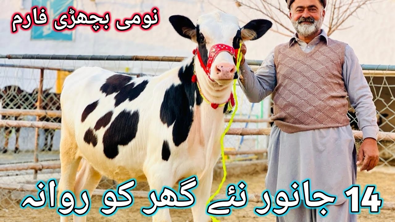 الحمدللہ 14 جانور نئے گھر کو روانہ اللہ پاک مالکوں کو نصیب کرے امین