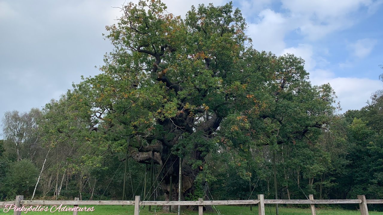 Famous Major Oak | Sherwood Forest | Pinkybelle&rsquo;s Adventures