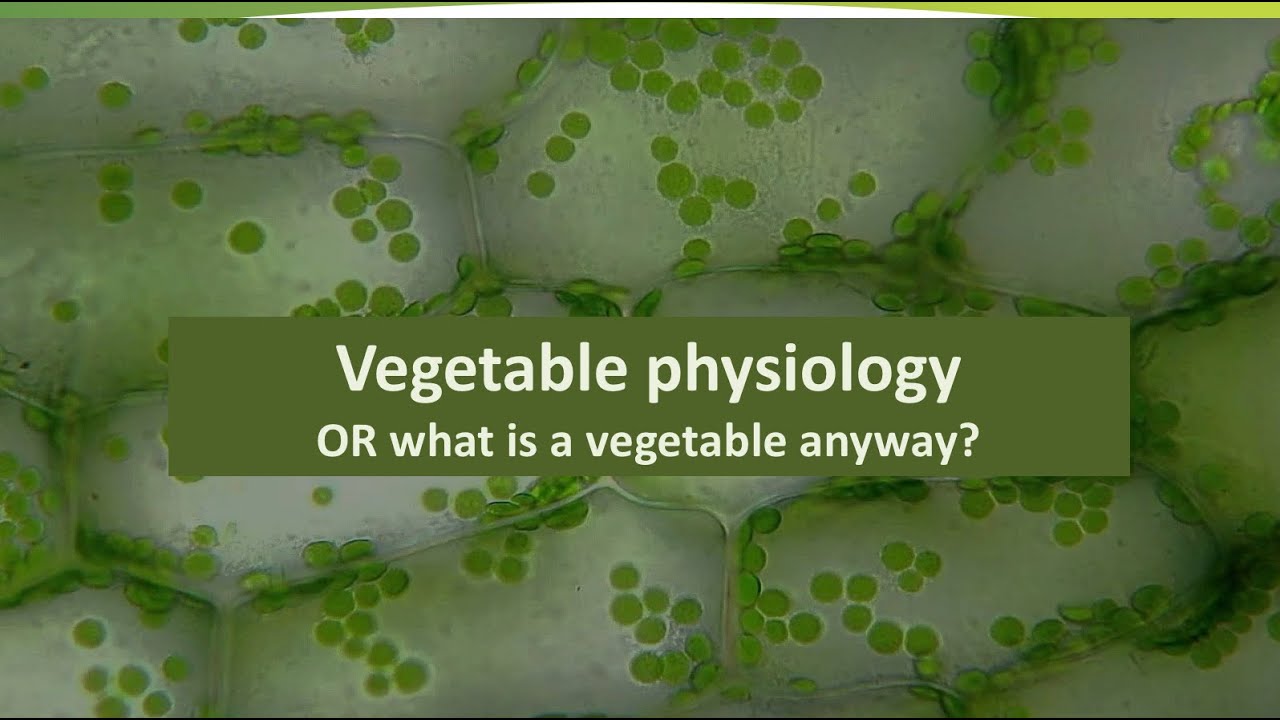 Vegetable Postharvest Physiology