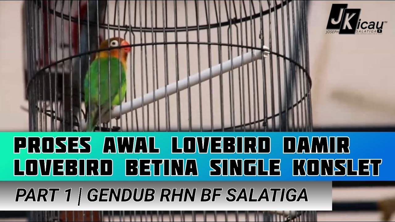 Part 1 Lovebird Betina Fighter Jadi Konslet Single.Gendub Rhn Bf Salatiga