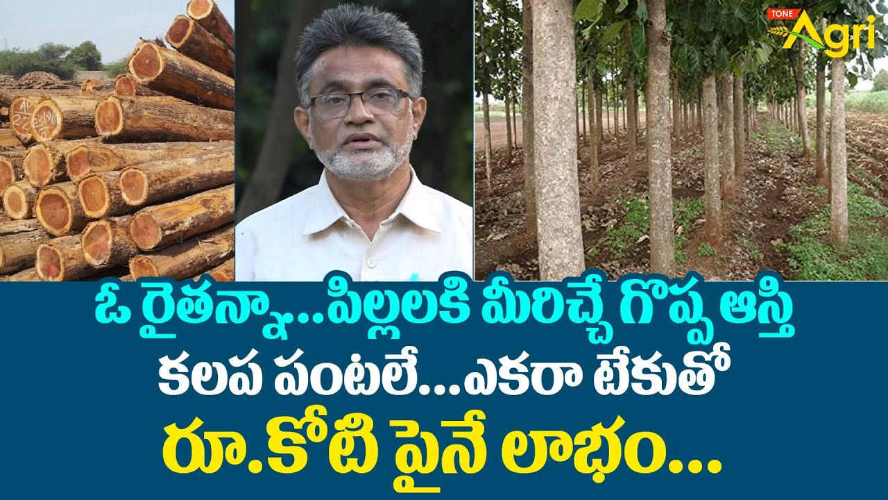 Teak Wood Farming Cost and Profit | ఎకరా టేకుతో రూ.కోటి పైనే లాభం..! Teak Chettu | Tone Agri