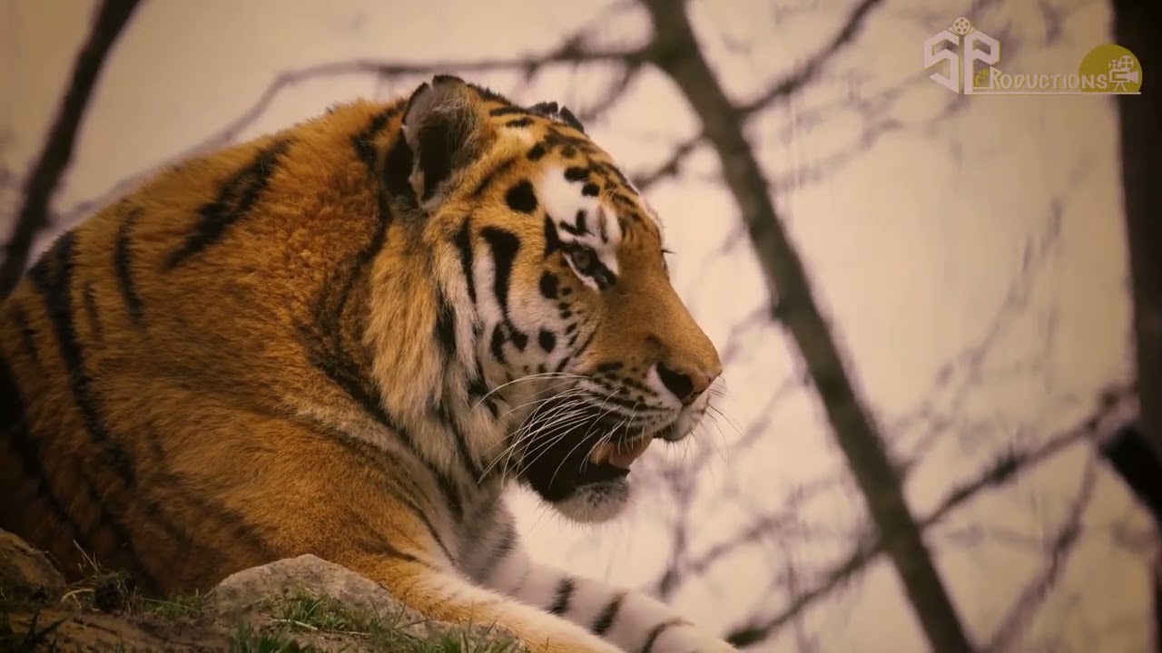 world tiger day video