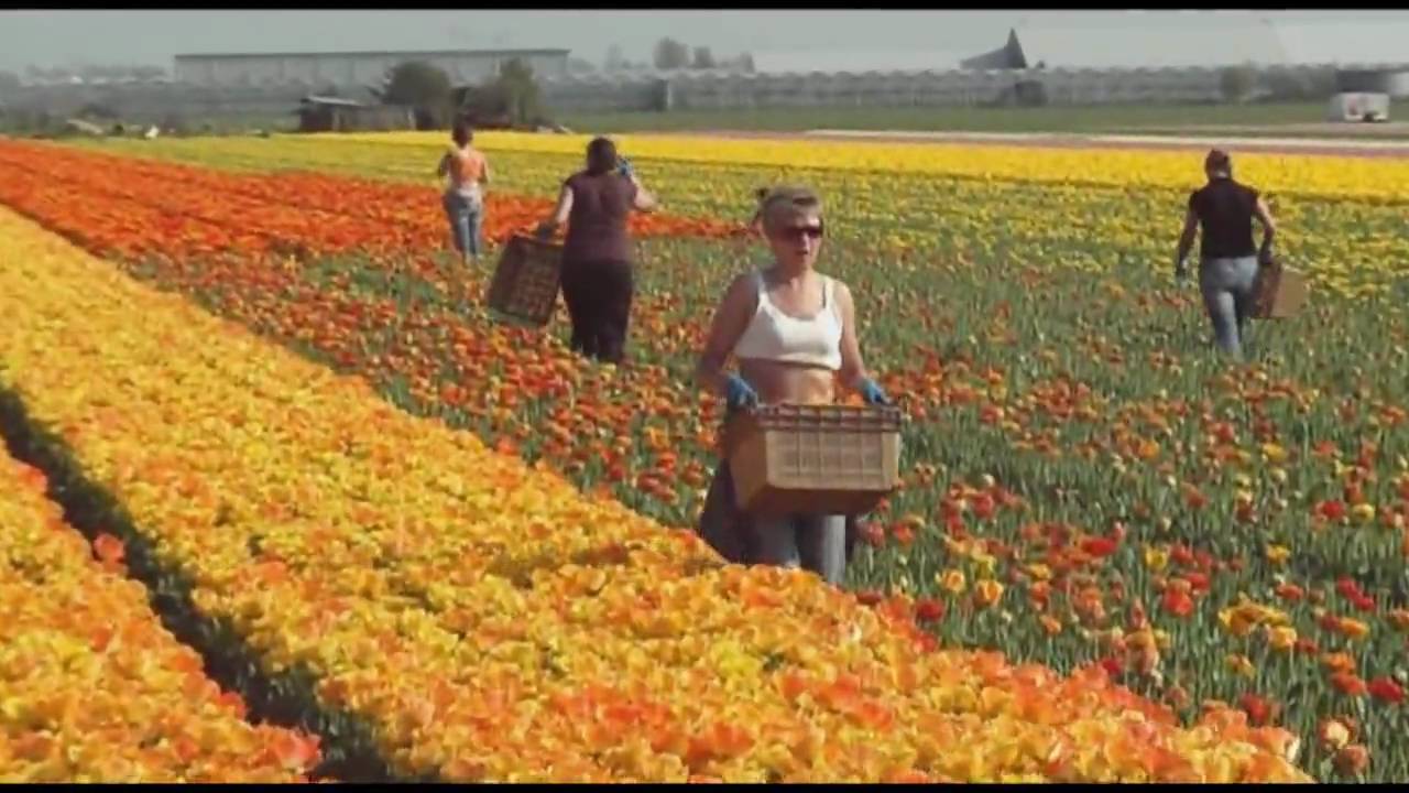 Tulpen Koppen Noordwijk 20-4-09