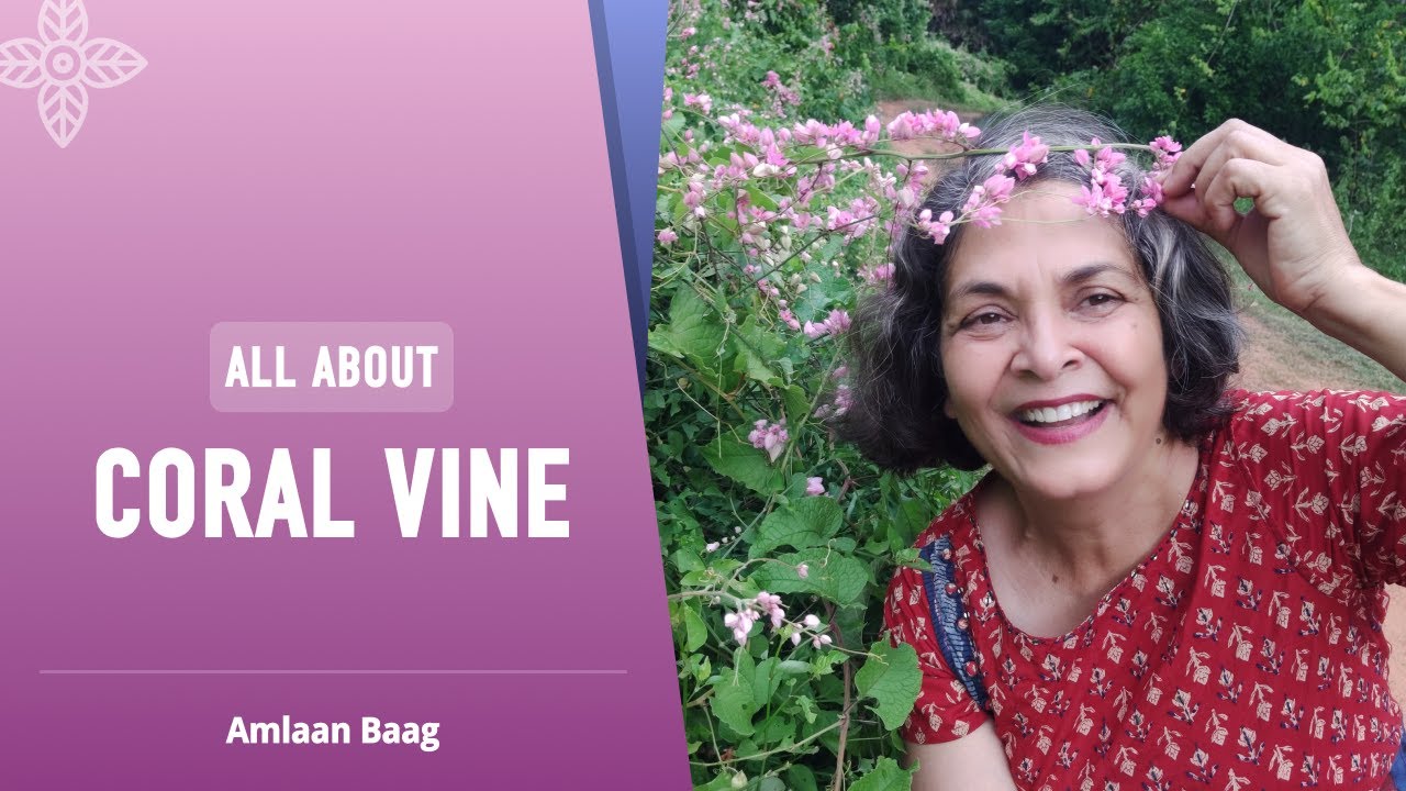 All About Coral Vine / Mexican Creeper | लगाएं नाज़ुक फूलों की ये बेल