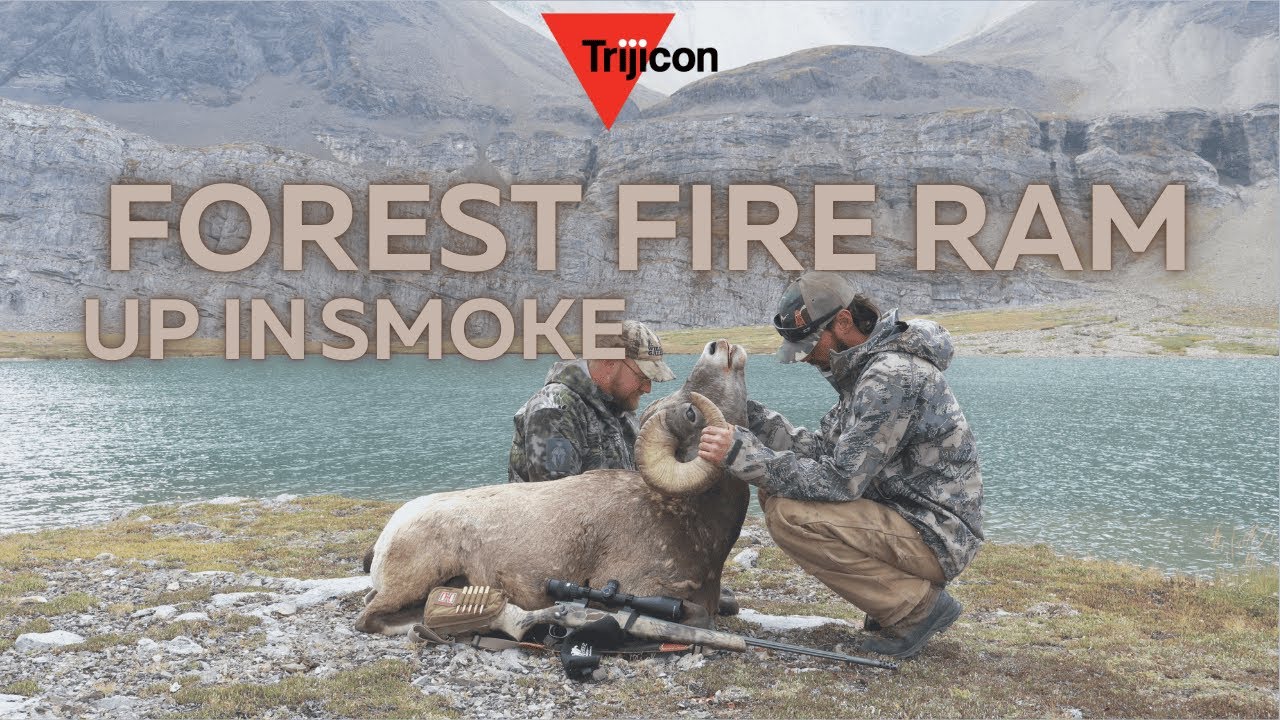 Bighorn Sheep, The Quest For 4!