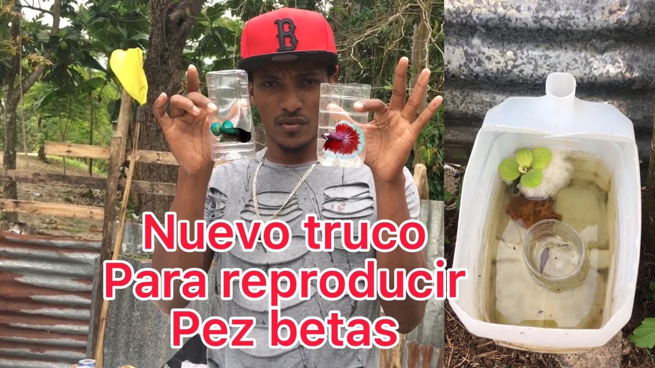 C&oacute;mo reproducir pez betta correctamente