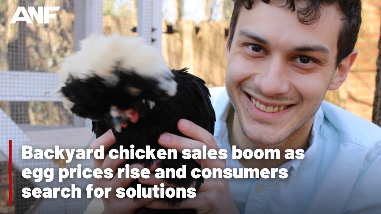 Backyard chicken sales boom as egg prices rise
