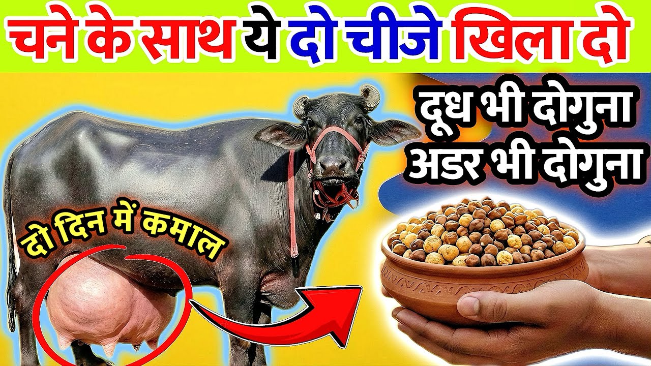 चने के साथ ये 2 चीजें खिला दो - दूध भी दोगुना, अडर भी दोगुना 🐄 Udder kase badhye desi nushka