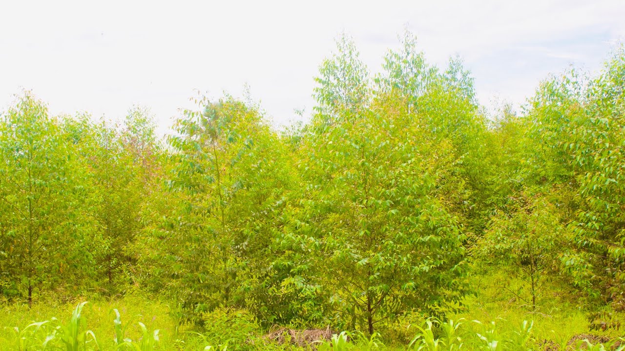 Kalitunsi Owe Myezi Ekumi. Ten month old Eucalyptus Trees. Uganda