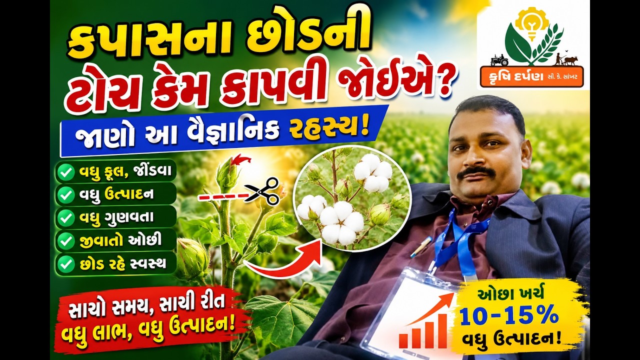 કપાસના પાકમાં માથા કાપવા (ડી ટોપીંગ) પ્રક્રિયા/#cotton#toppingguide